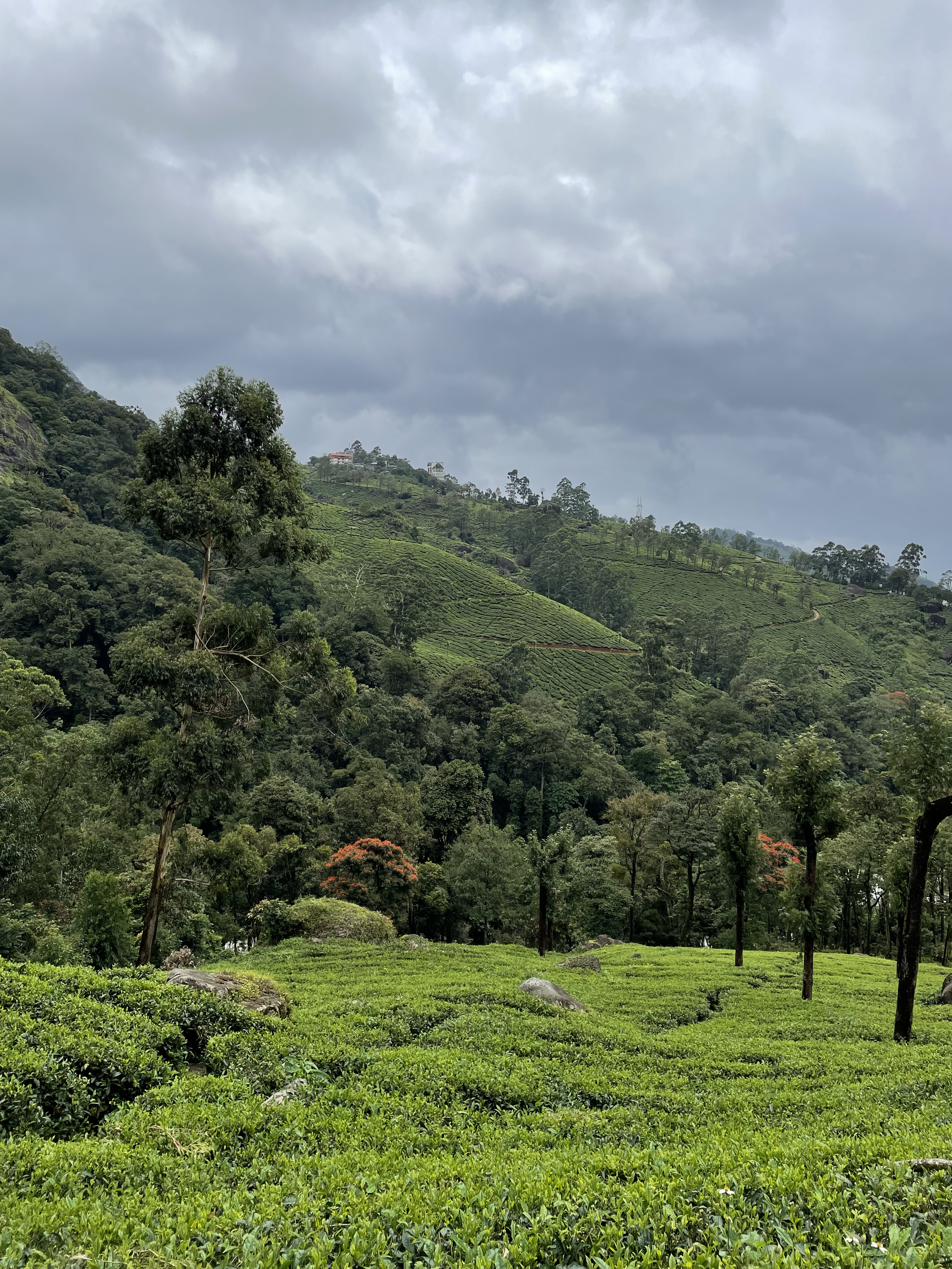 munnar photo